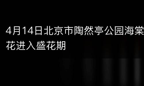 4月14日北京市陶然亭公园海棠花进入盛花期
