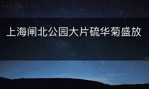 上海闸北公园大片硫华菊盛放