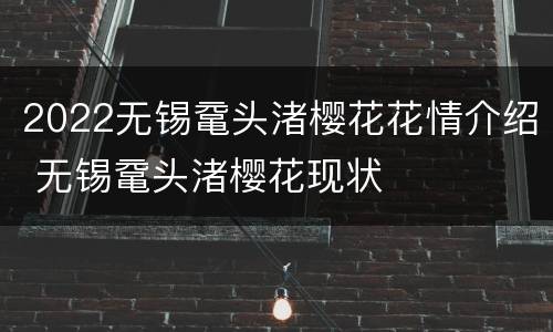 2022无锡鼋头渚樱花花情介绍 无锡鼋头渚樱花现状