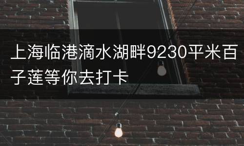 上海临港滴水湖畔9230平米百子莲等你去打卡