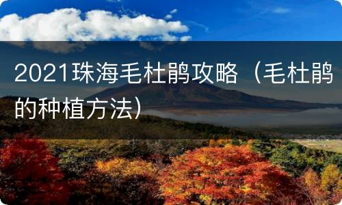 2021珠海毛杜鹃攻略（毛杜鹃的种植方法）