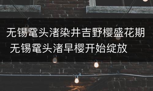 无锡鼋头渚染井吉野樱盛花期 无锡鼋头渚早樱开始绽放