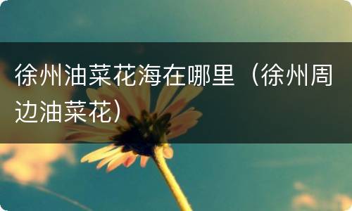 徐州油菜花海在哪里（徐州周边油菜花）