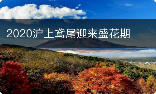2020沪上鸢尾迎来盛花期