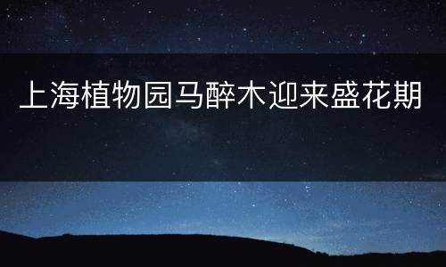 上海植物园马醉木迎来盛花期