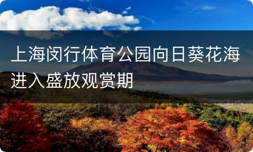上海闵行体育公园向日葵花海进入盛放观赏期