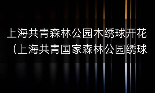 上海共青森林公园木绣球开花（上海共青国家森林公园绣球花）