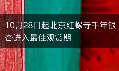 10月28日起北京红螺寺千年银杏进入最佳观赏期