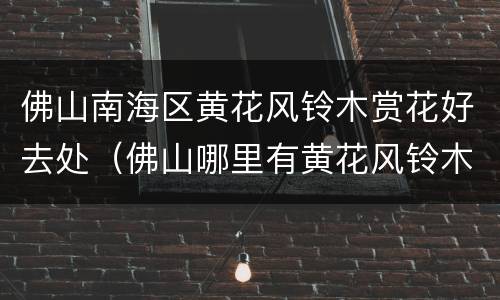佛山南海区黄花风铃木赏花好去处（佛山哪里有黄花风铃木）