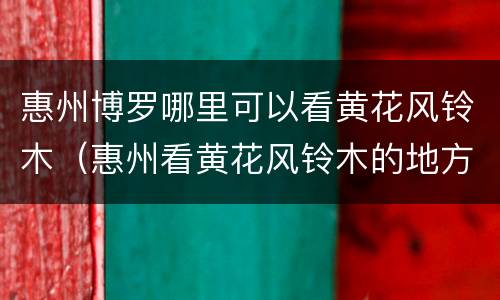 惠州博罗哪里可以看黄花风铃木（惠州看黄花风铃木的地方）