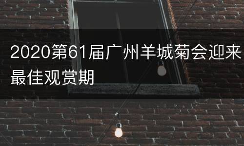 2020第61届广州羊城菊会迎来最佳观赏期